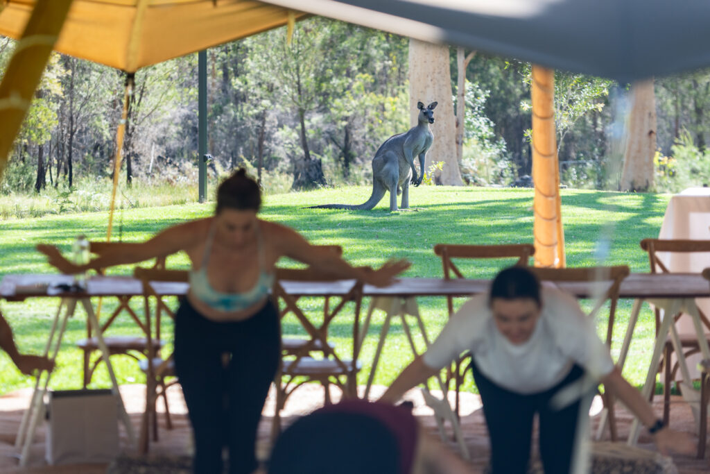 Curious kangaroos look onto a yoga session