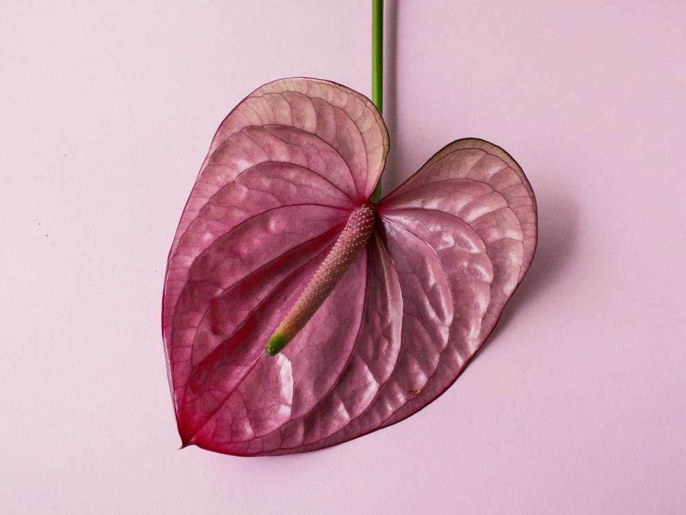 flower-sex